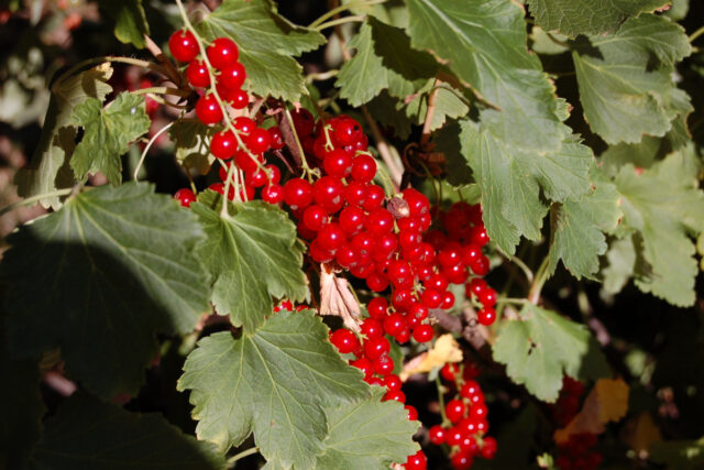 Rybíz odrůda Jesan je stolní ovoce