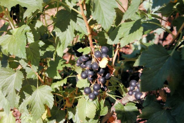 Rybíz odrůda Ben Gairn