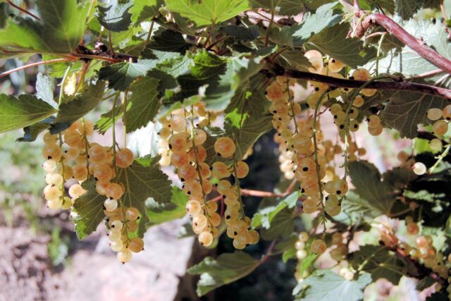 I bílý rybíz patří mezi drobné ovoce