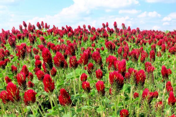 Václav Větvička povídání o jeteli