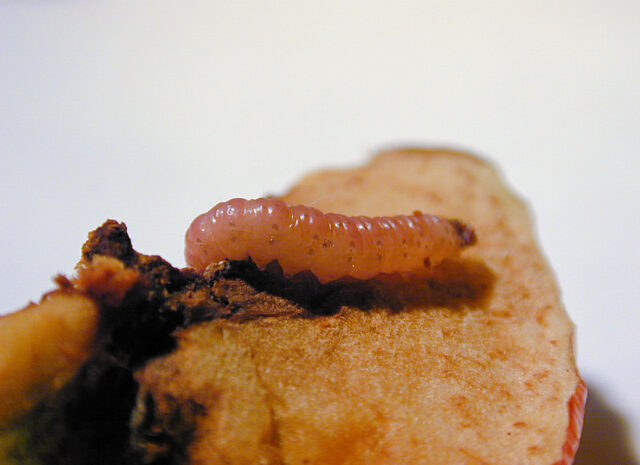 Housenka obaleče jablečného