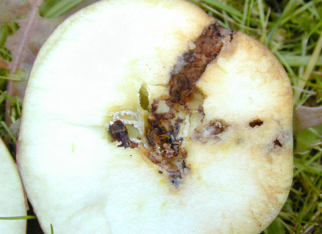 Plody jabloně napadá housenka obaleče