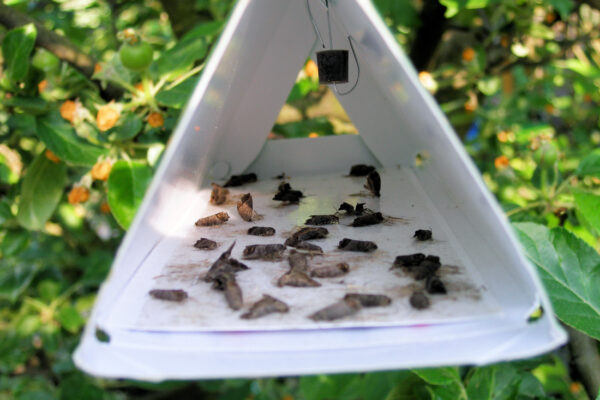 Feromonový lapač chrání plody naší úrody před škůdci