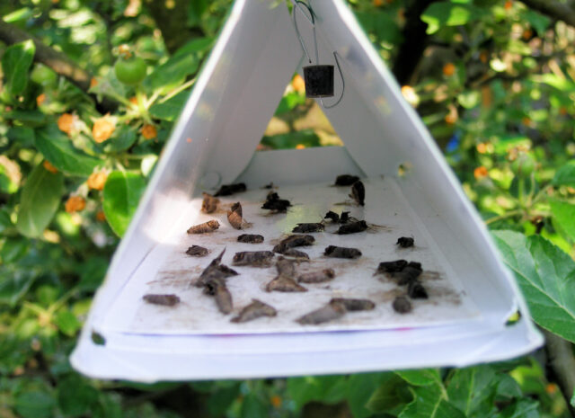 Feromonový lapač chrání plody naší úrody před škůdci