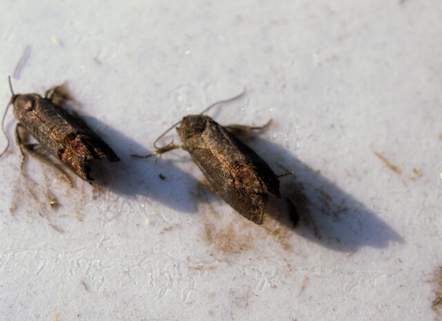 Samečci obaleče jablečného