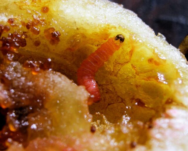 Housenka obaleče švestkového