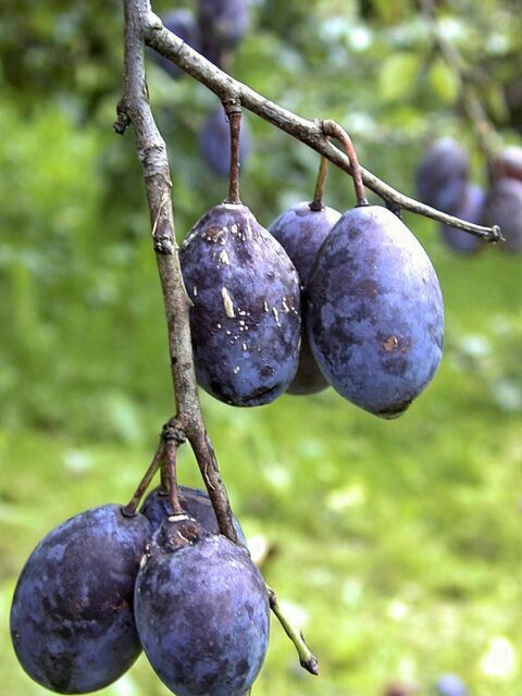 Plody švestky poškozené obalečem
