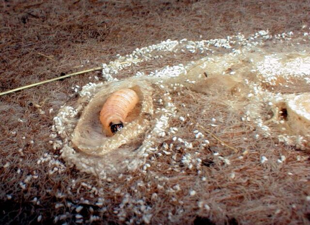 Housenka obaleče švestkového