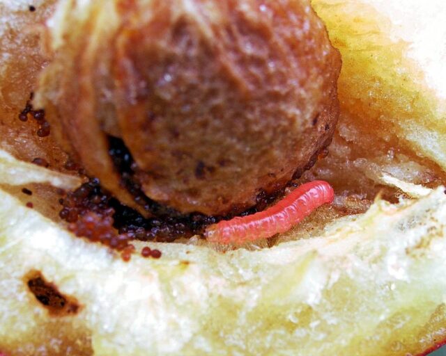 Plody švestky napadají housenky obaleče