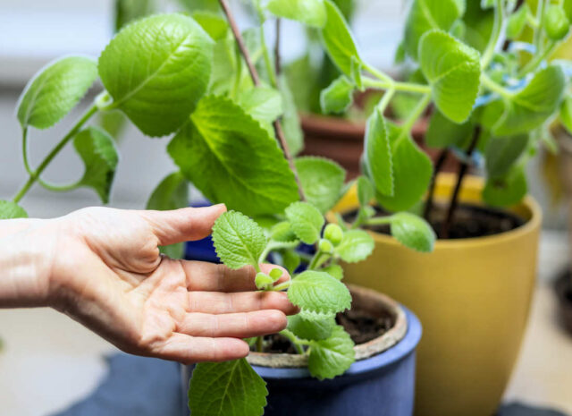 Rýmovník je rychlerostoucí rostlina