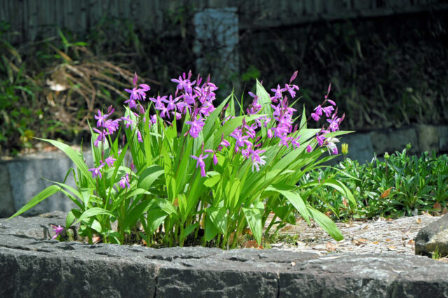 Bletilla striata v zahradě