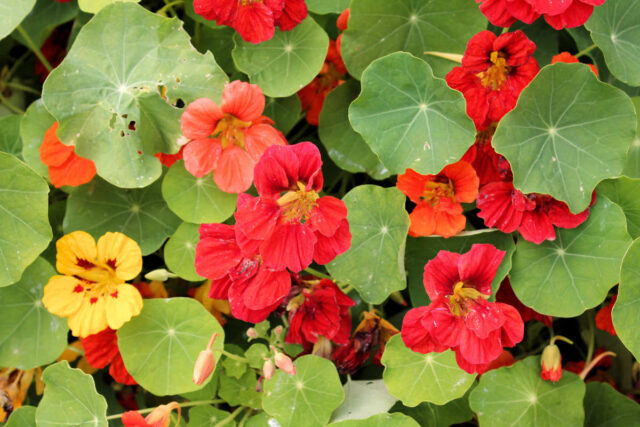 Bylinky - lichořeřišnice