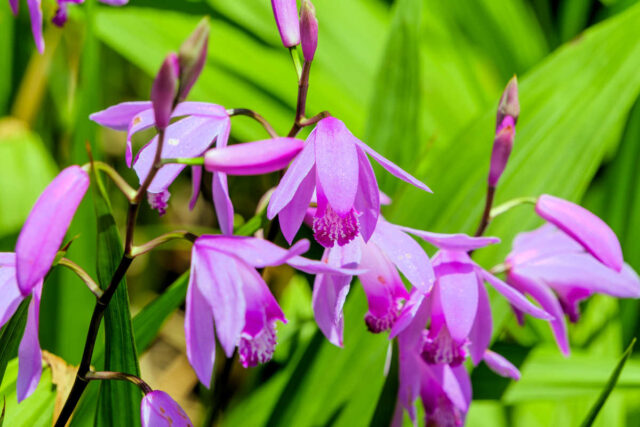 Bletilla striata detail květu