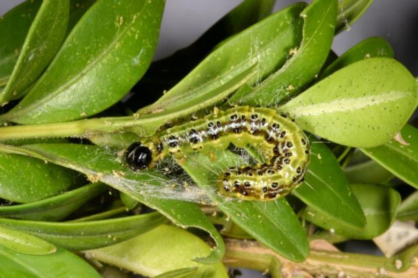 Housenky zavíječe dorůstají až 35 mm