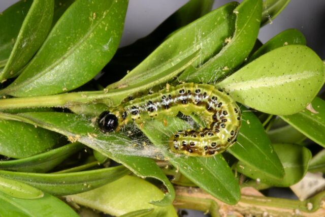 Housenky zavíječe dorůstají až 35 mm