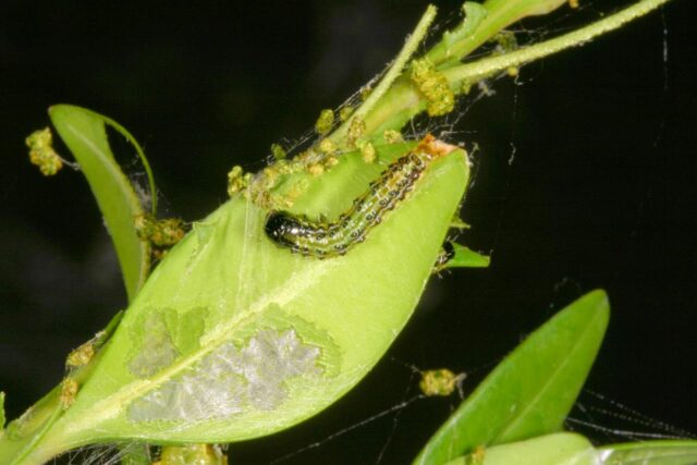 Housenka zavíječe v žíru