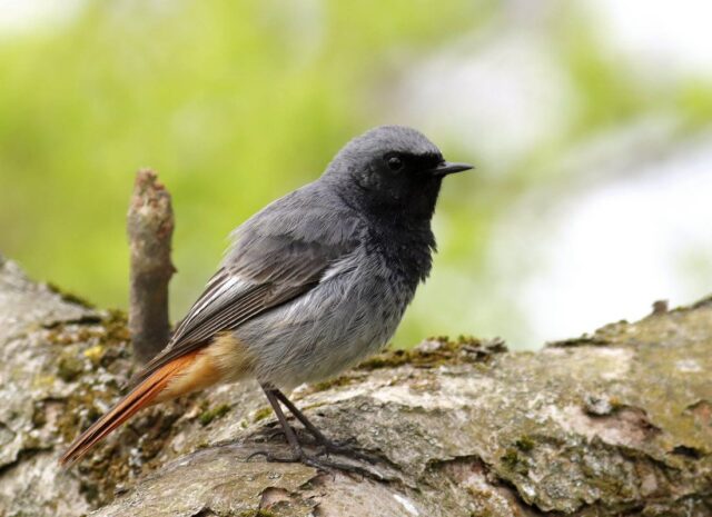 Otužilý Rehek domácí