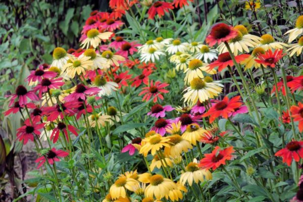 Echinacena - trvalka