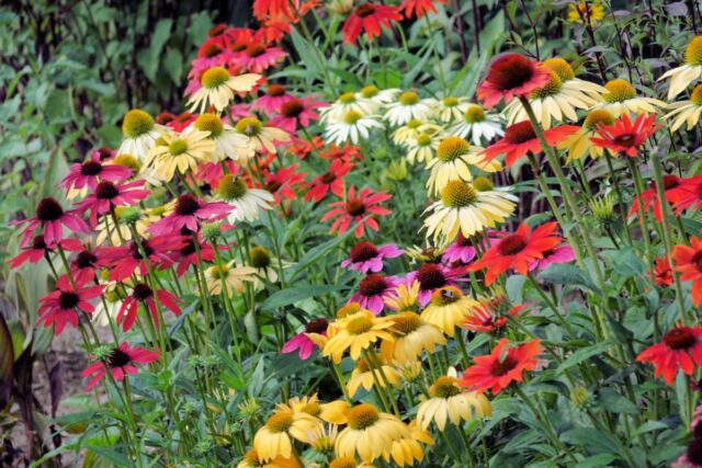 Echinacena - trvalka 