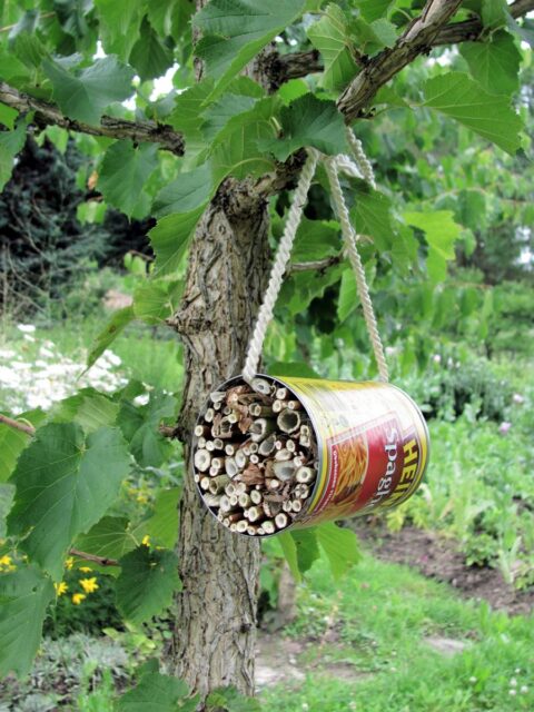 Podpora přirozených nepřátel škůdců