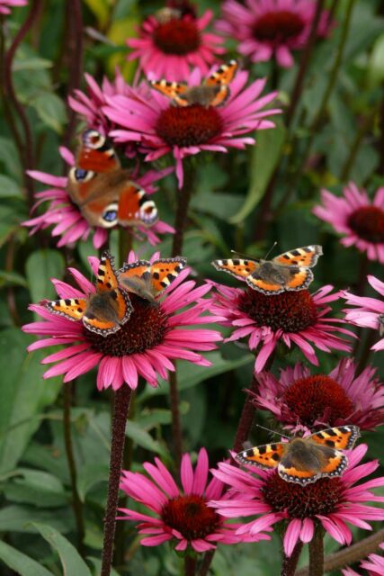 Třapatkovky lákají motýli