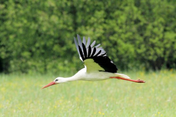Velcí ptáci jako čápi využívají k tahu stoupavé vzdušné proudy