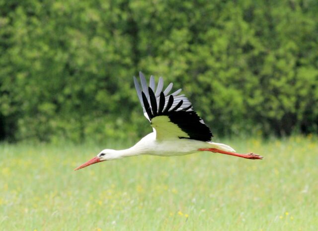 Velcí ptáci jako čápi využívají k tahu stoupavé vzdušné proudy