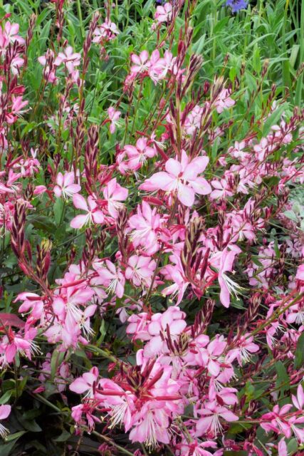 Gaura - trvalka co dobře snáčí sucho