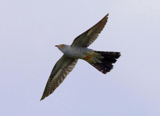 Kukačka táhne už začátkem července zpět za teplem