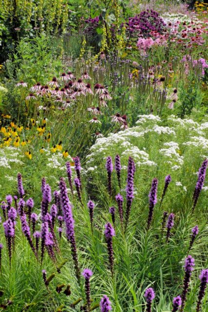 Kompozice trvalek pro sušší stanoviště