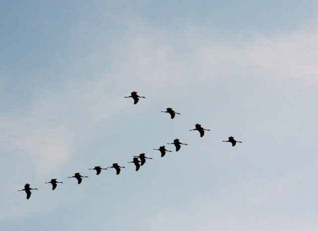 Větší druhy táhnou ve formacích