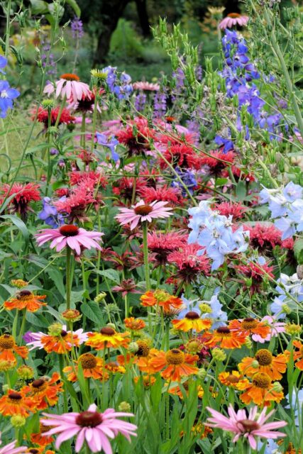 Letní trvalková kompozice