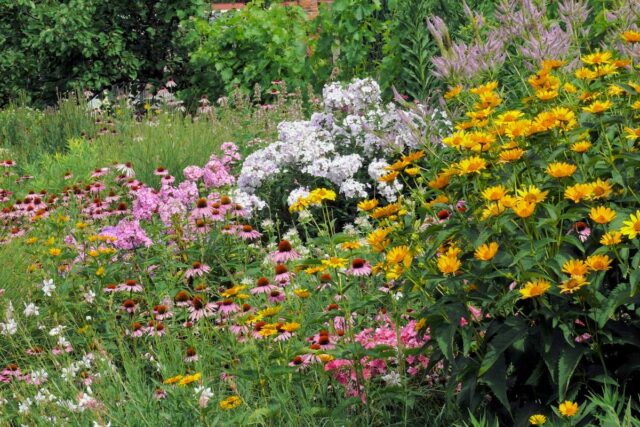 Trvalka Janeba v popředí