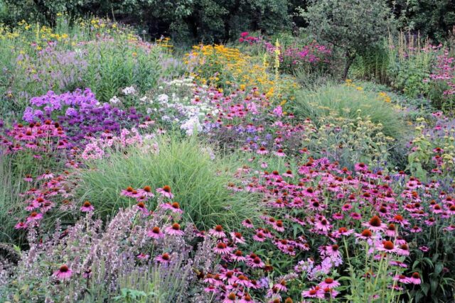 Letní záhon s převahou třapatkovky