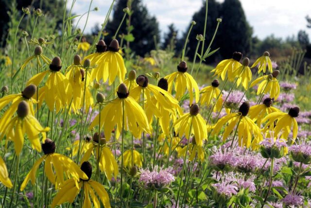 Ratibida pinnata patří mezi málo známé trvalky