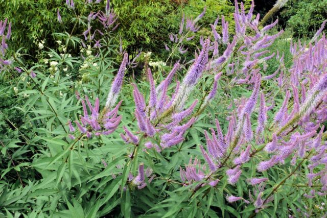 Trvalka Rozrazilovec