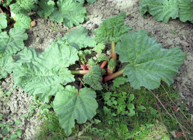 Rebarbora - odvar z listů je účinný proti mšicím