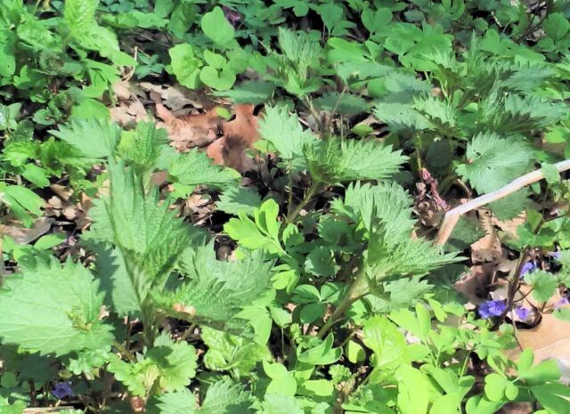 Výluh z kopřiv funguje proti mšicícm