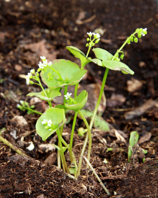 Batolka prorostlá je méně známá zelenina