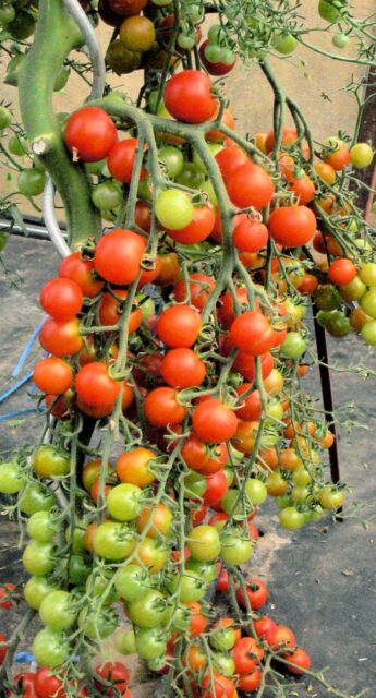 Zaštipování rajčat