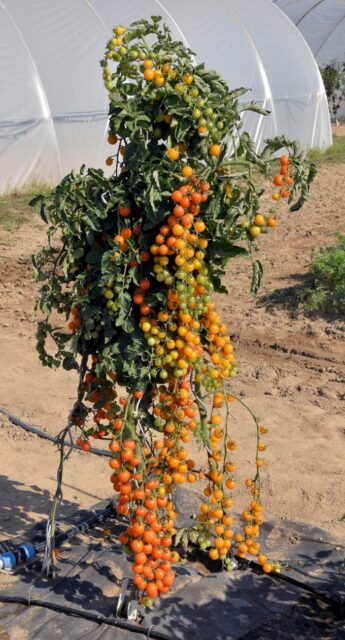 Rajčata se musí zaštipovat