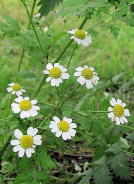 Řimbaba proti mšicím