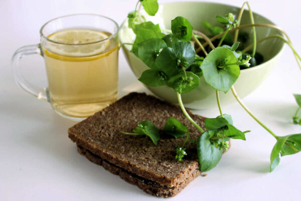 Portulák zimní alias Batolka prorostlá