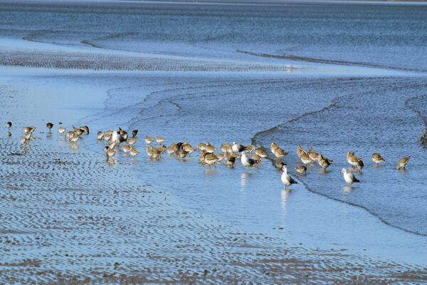 Hejno migrujících ptáků