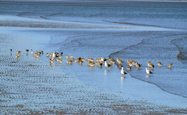 Hejno migrujících ptáků