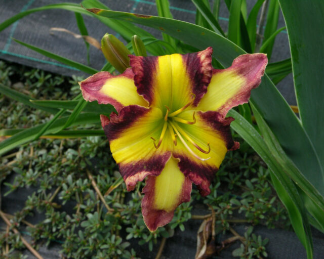 Denivky jsou úžasné trvalky všech barev i tvarů