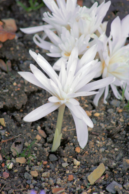 Podzimní ocúny kultivar Albolena