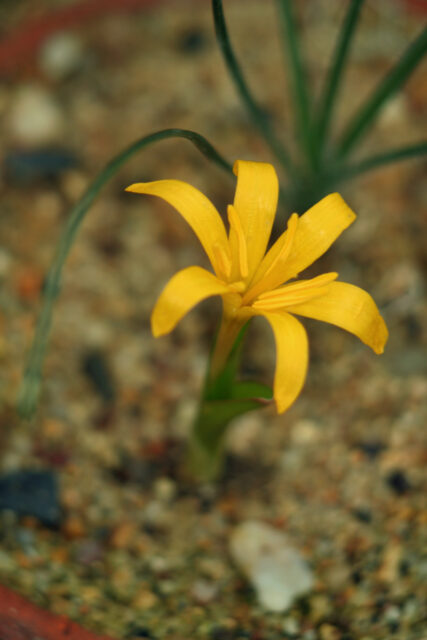 Žlutě kvetoucí ocún