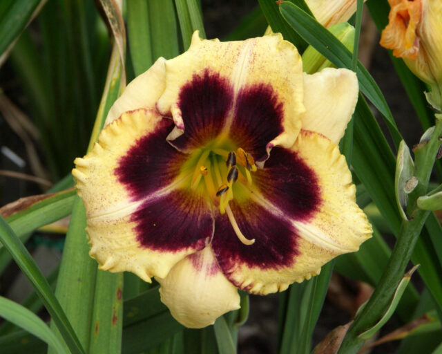 Denivky jsou úžasné trvalky všech barev i tvarů