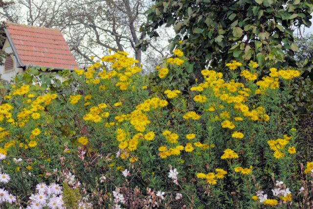 Heterotheca camporum Sunshine